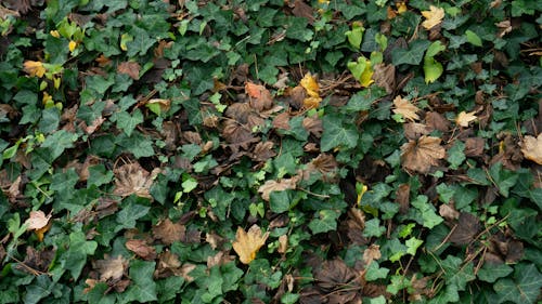 Ivy Overgrowth