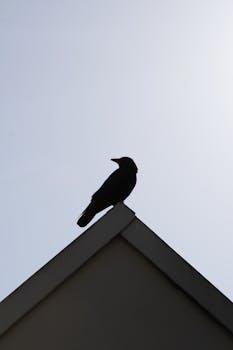 A silhouette of a solitary bird perched on a roof against a dusky sky, conveying tranquility.