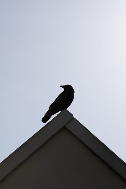 A silhouette of a solitary bird perched on a roof against a dusky sky, conveying tranquility.