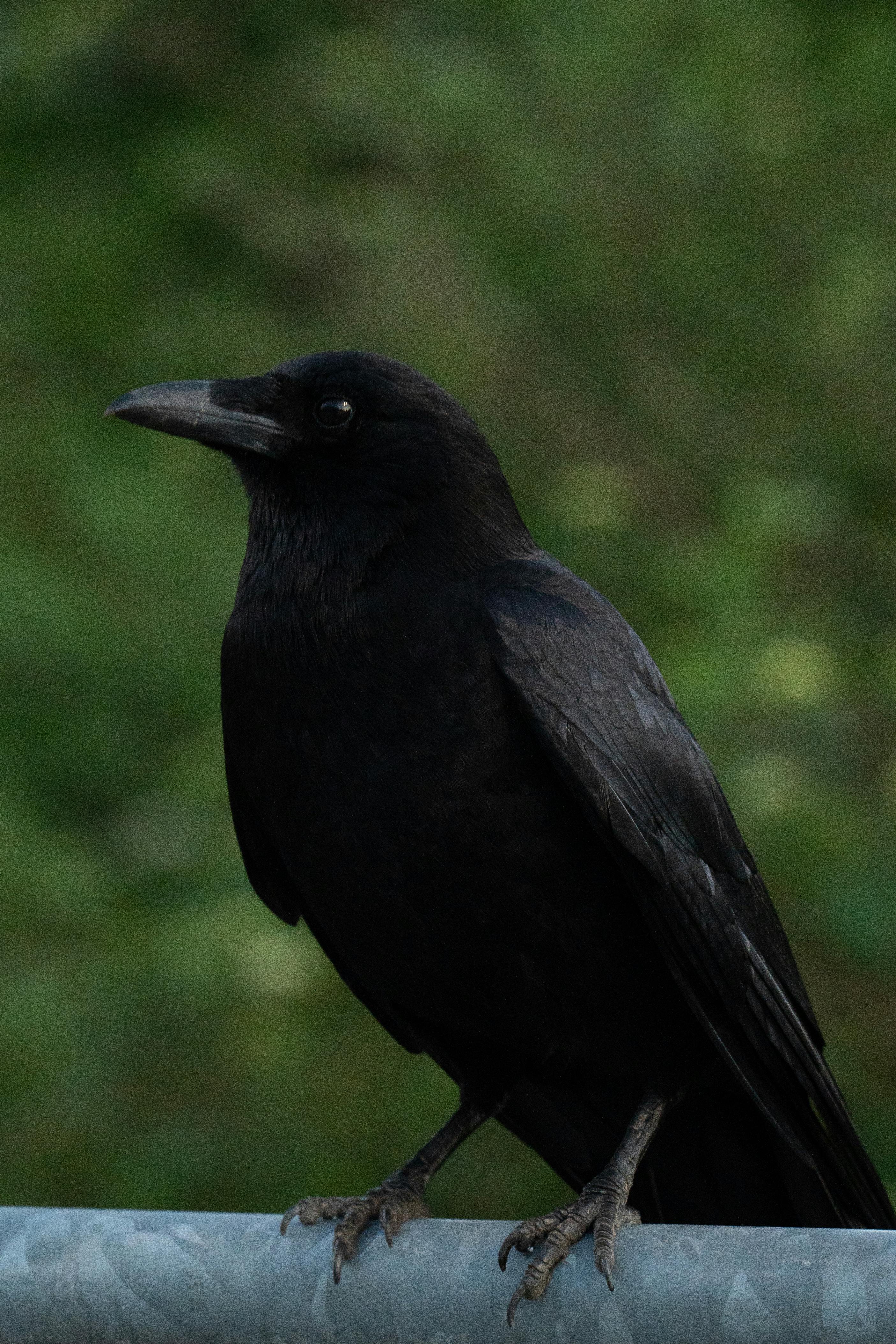Black Crow Bird Free Stock Photo Free Photo Of Crow Close Up