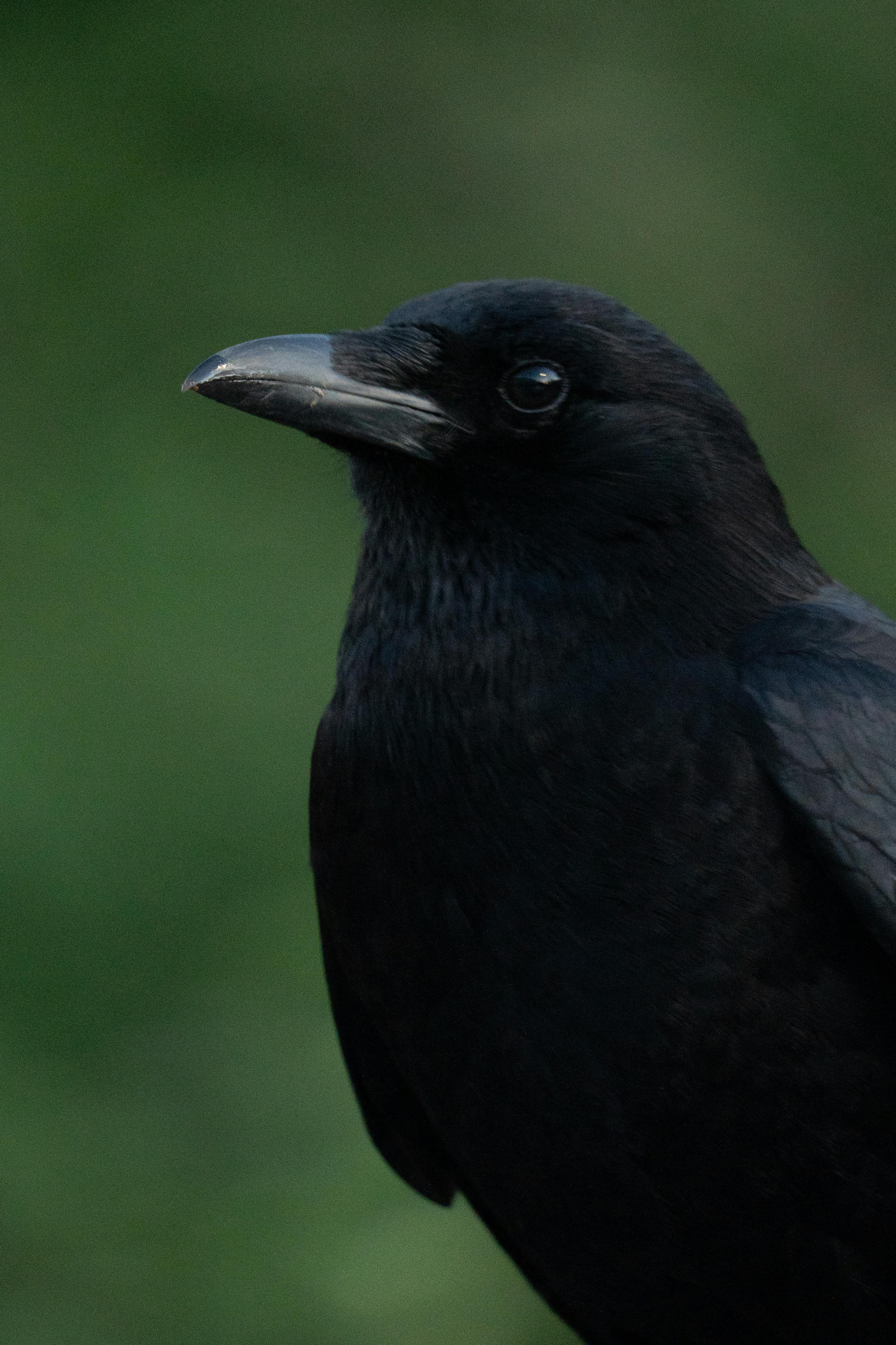 A detailed close-up photograph capturing the intricate features of a black crow against a natural background.