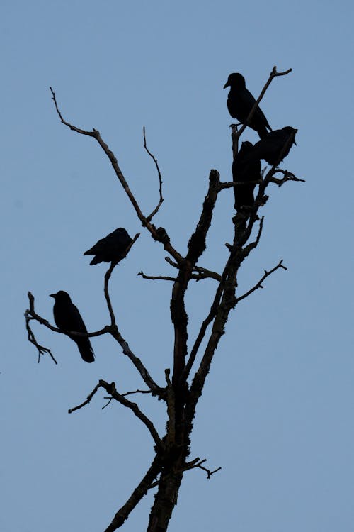 @户外, 一群鸟, 光秃秃的树枝 的 免费素材图片