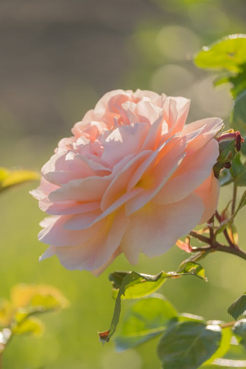 gardenrose, ありがとうございます, バラの花の無料の写真素材