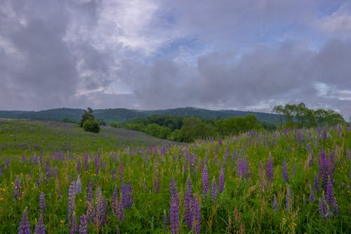 A field of purple flowers under a cloudy sky