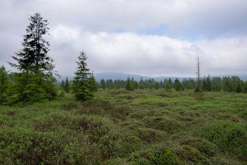 A field with trees and bushes in the distance