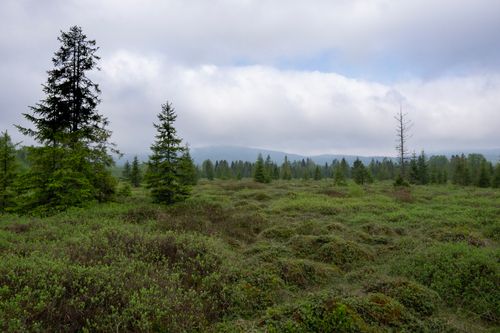 Free Serene forest view with lush greenery under a cloudy sky, perfect for nature enthusiasts. Stock Photo
