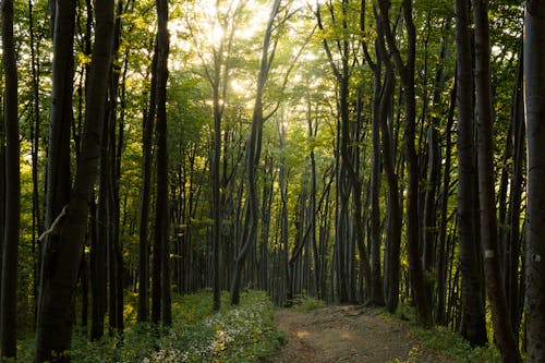 A path through a forest with trees and sunlight