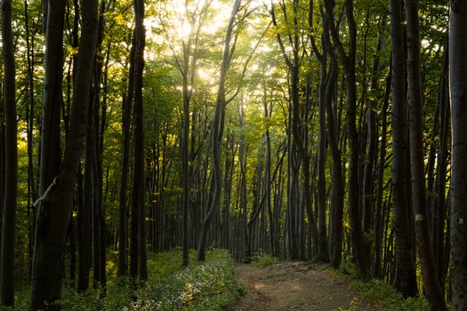 Tranquil woodland path illuminated by the soft glow of sunlight through tall trees.
