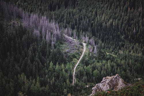 A mountain road in the woods with trees