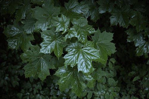 A green leafy plant with green leaves