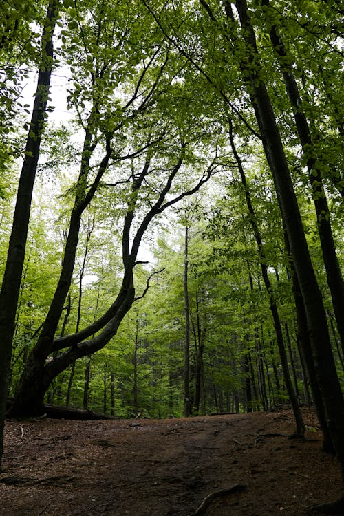 A path through a forest with trees and leaves