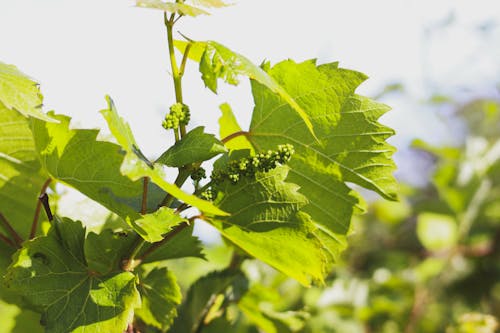 Бесплатное стоковое фото с grape inflorescences, grape leaves, green grapes