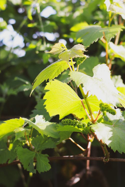 Бесплатное стоковое фото с grape inflorescences, grape leaves