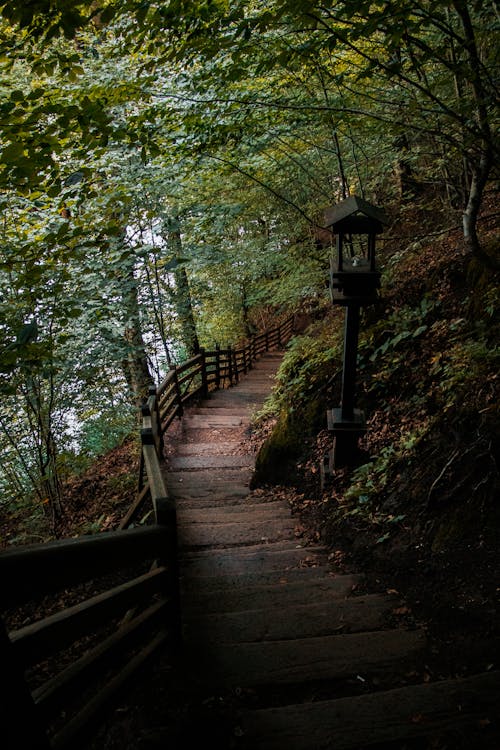 A wooden path leads to a lantern in the woods