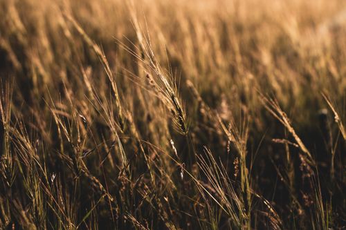 Free A serene view of a golden wheat field captured at sunset, emphasizing nature's beauty and tranquility. Stock Photo