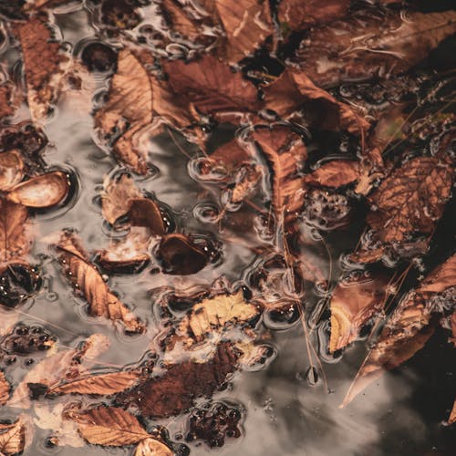 Autumn leaves floating in water