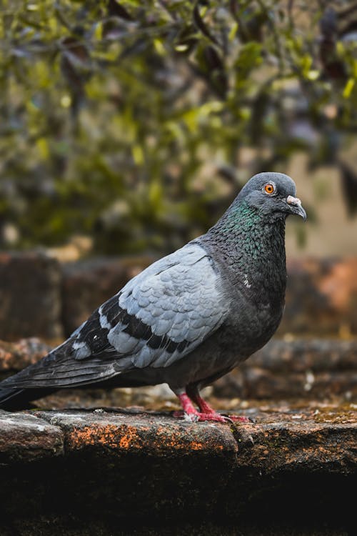 Imagine de stoc gratuită din animal, apă, arbore