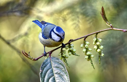 Close-Up Photo of Blue Bird Perched On Branch