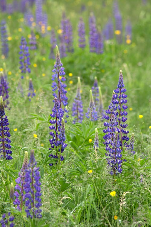 Selective Focus Photography of Purple Lupine Flowers in Bloom