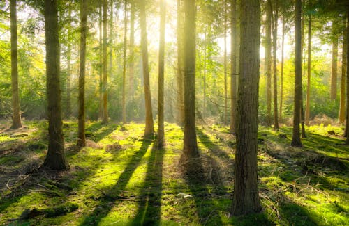 Ingyenes stockfotó árnyék, erdő, erdő háttér témában Stockfotó