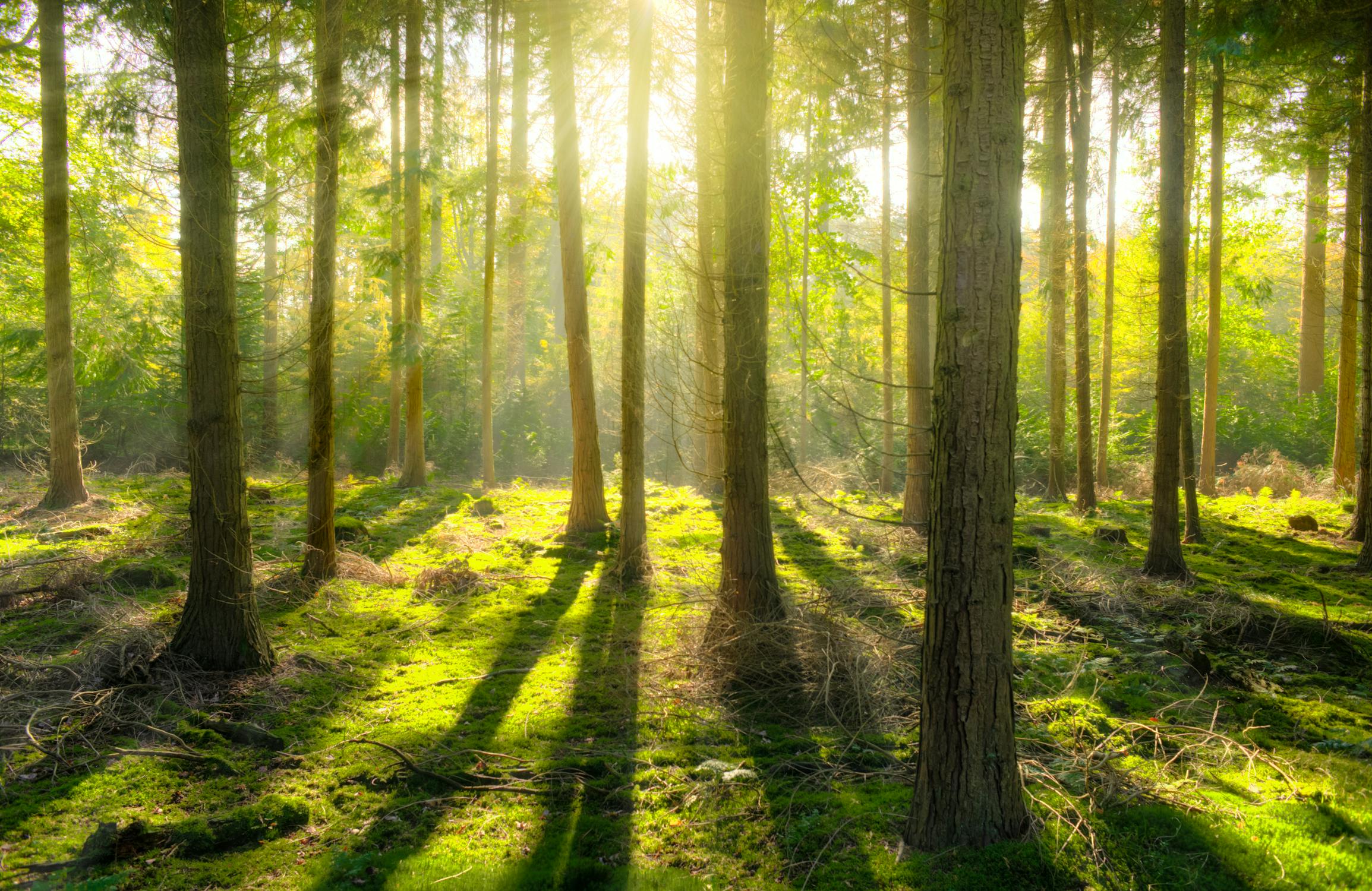 WWF’s Forests Forward Campaign Helps Businesses Meet Sustainability Goals