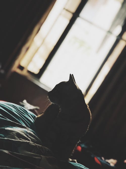 Photo of Cat Sitting On Bed
