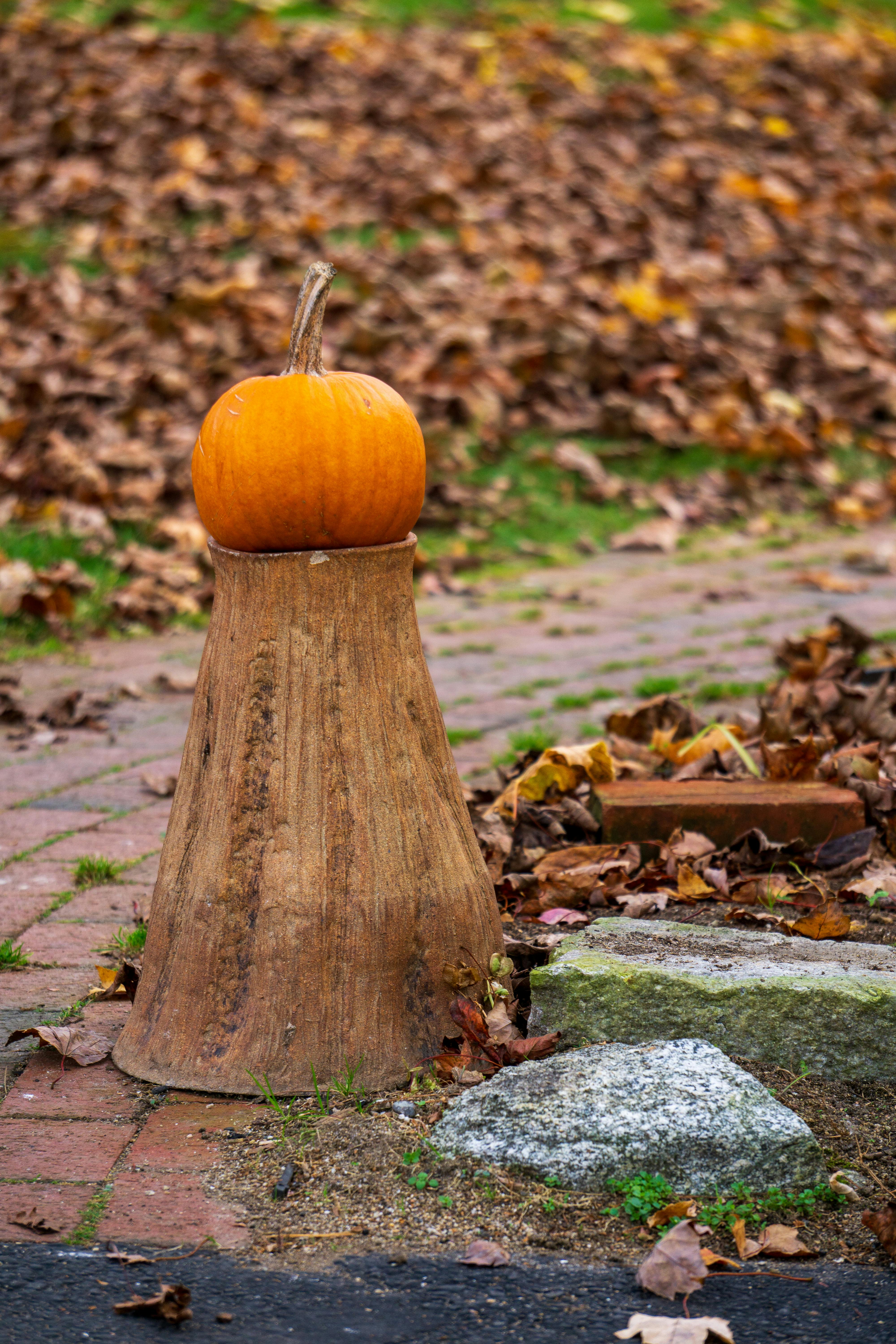 pumpkin on a trunk in park