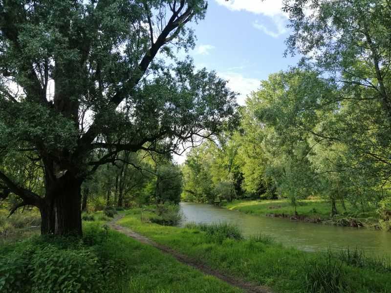 Relict Ash Grove