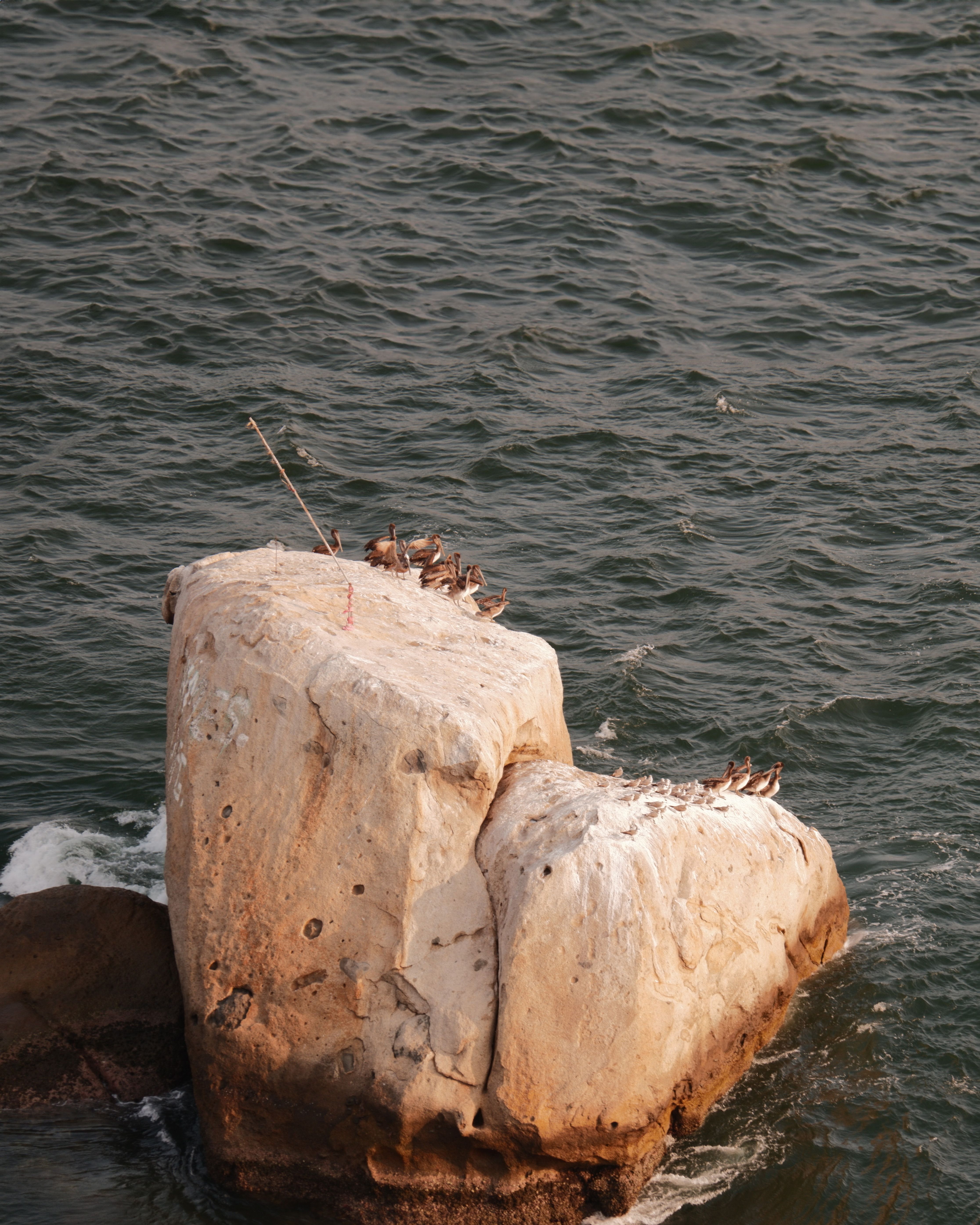 Seabirds resting on a rocky outcrop in Acapulco, Mexico, surrounded by ocean waves.