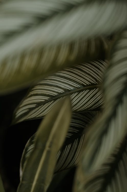 Close-Up Photo of Leaves