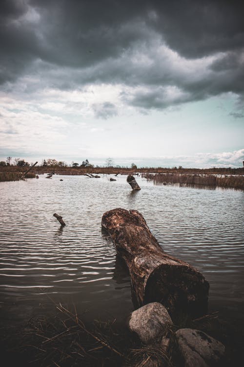木柴, 水, 湯米湯普森公園 的 免費圖庫相片