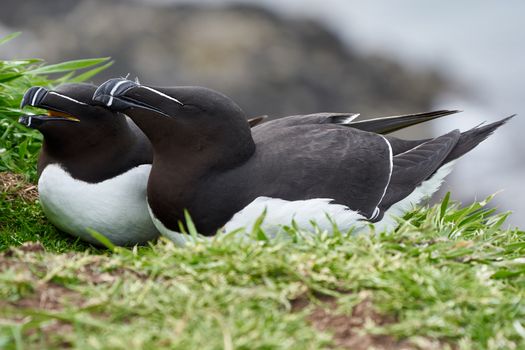 Blackbirds by the Shore 