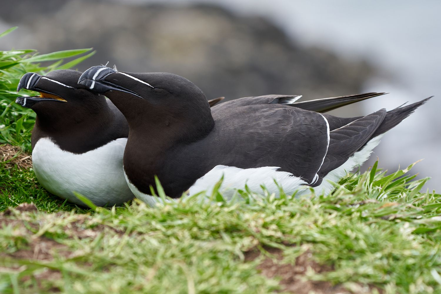 Razorbill Bird Photos, Download The BEST Free Razorbill Bird Stock ...