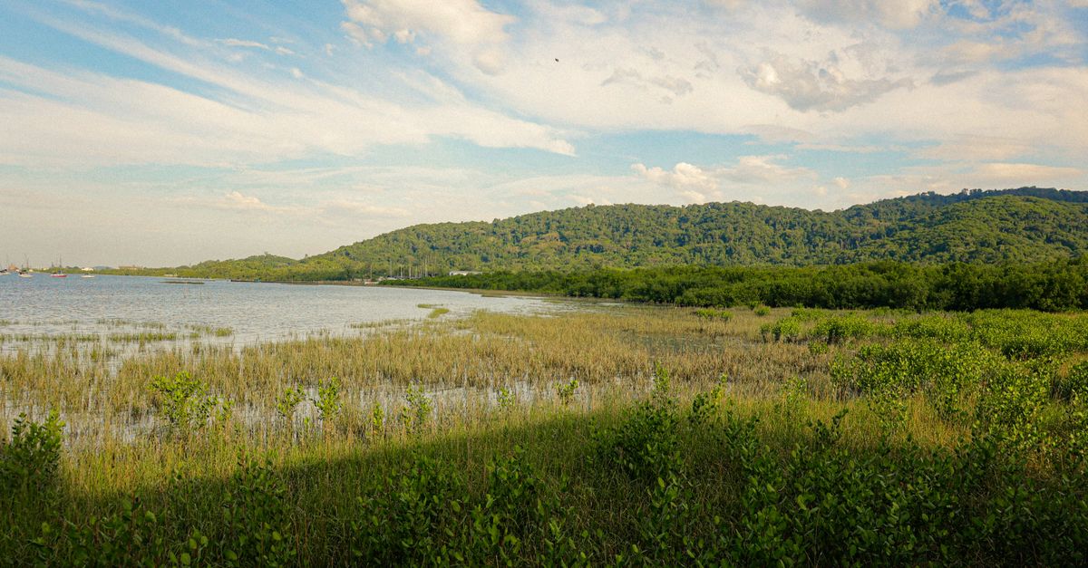 Lake Rushes Rushes by Lake in Countryside · Free Stock Photo