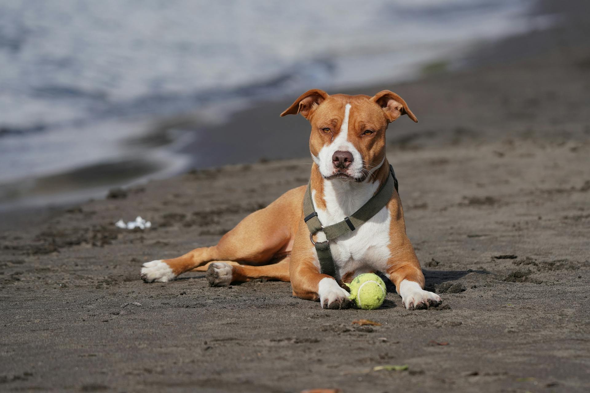 Pitbull som ligger med bollen på stranden