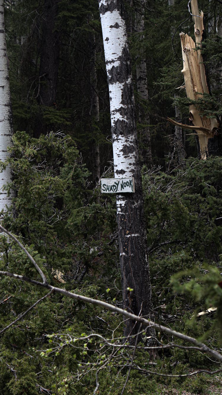 Board On Birch In Forest