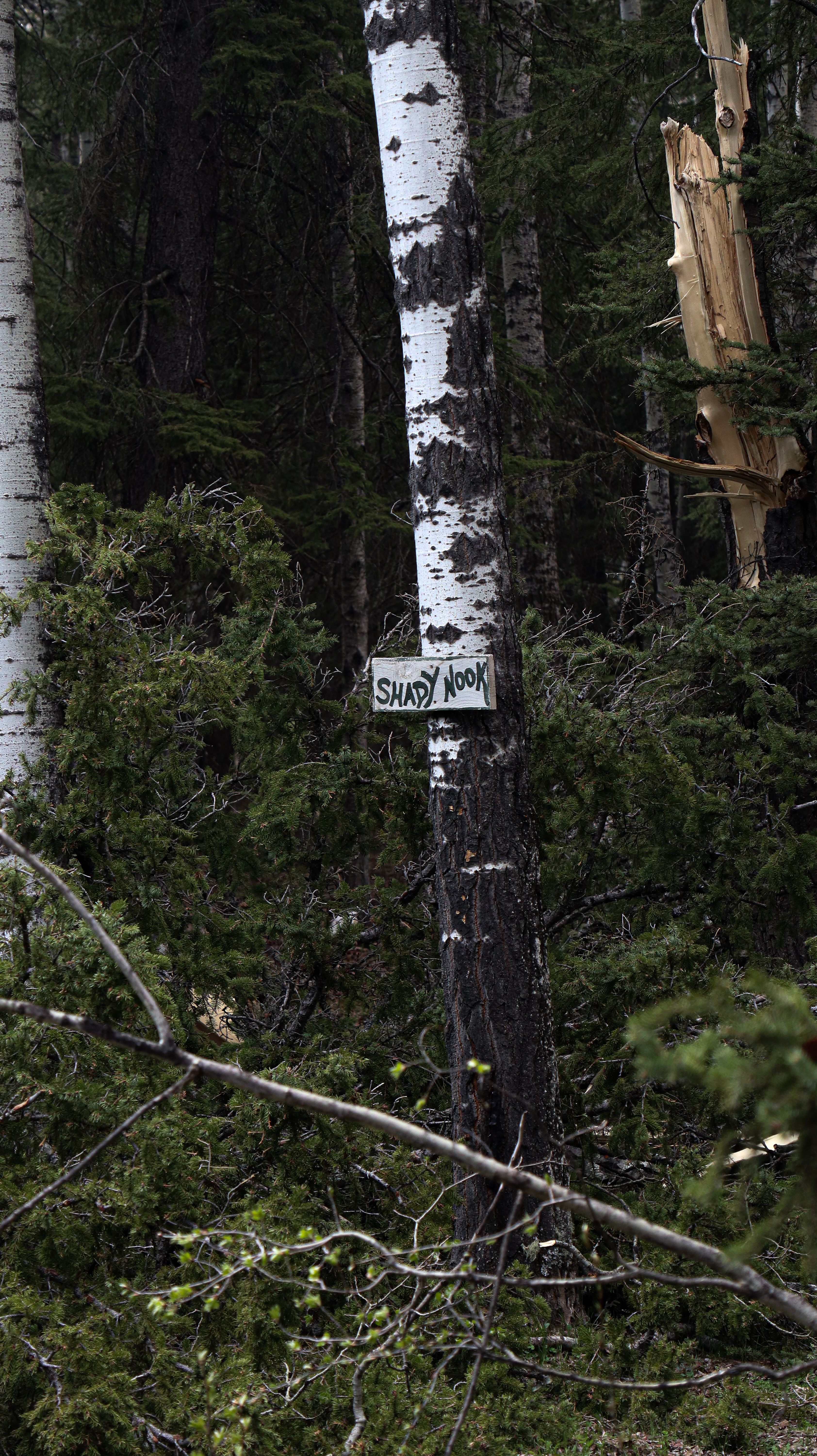 A sign is seen in the woods near a tree · Free Stock Photo