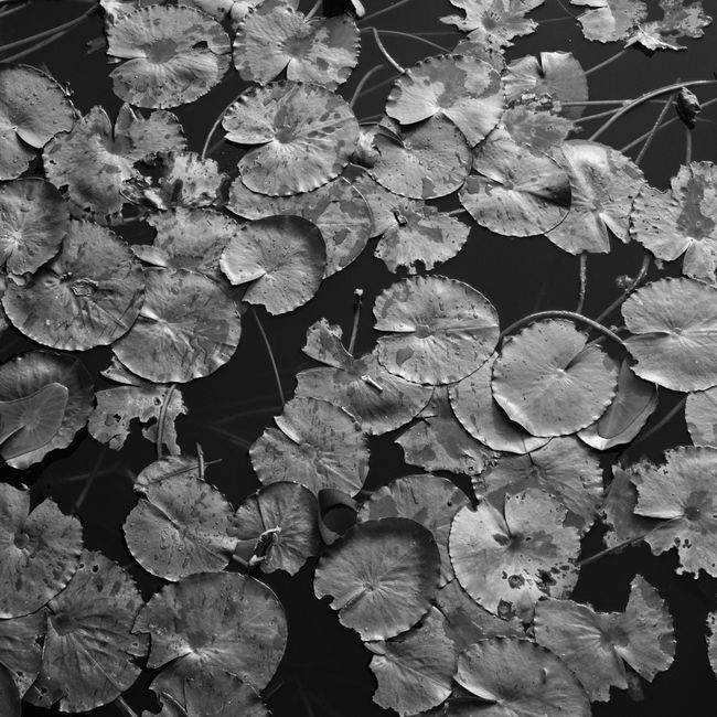 Captivating black and white image of water lilies floating peacefully on a pond.