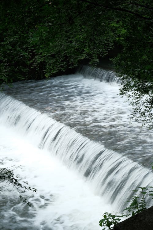 A waterfall is flowing through a forest