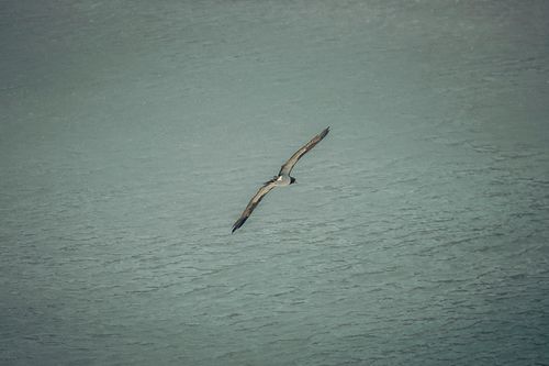 Free A brown booby bird gracefully soars over the ocean, wings spread wide. Stock Photo