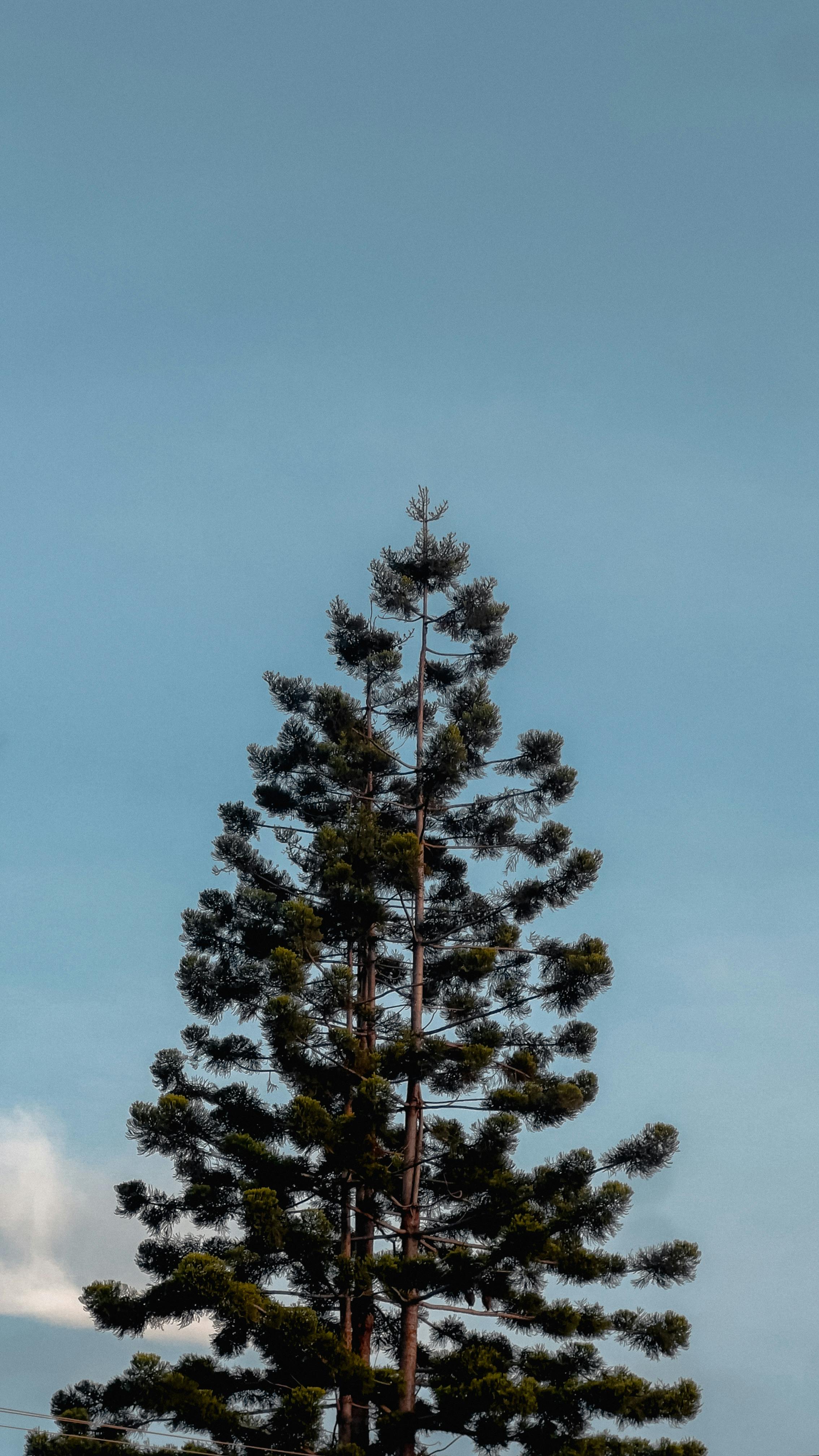 A tall evergreen tree reaching towards a cloudless blue sky, captured in Kampala, Uganda.