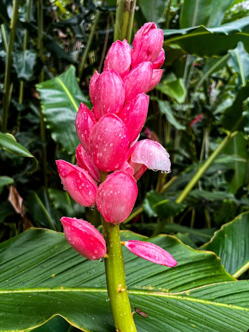 Darmowe zdjęcie z galerii z botaniczny, egzotyczny, flora