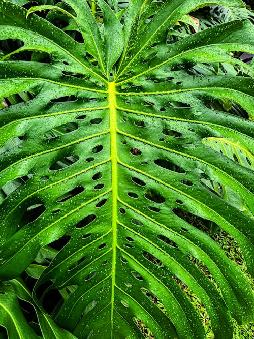 Fotobanka s bezplatnými fotkami na tému botanický, dážď, ekológia