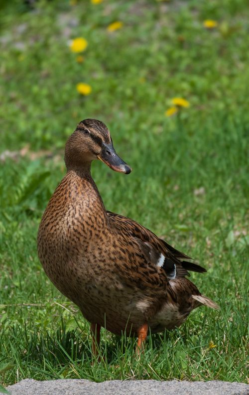 Free Close-up of a mallard duck standing in a vibrant green meadow during springtime, showcasing wildlife in nature. Stock Photo