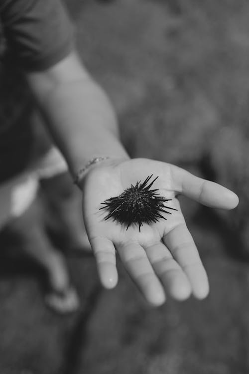 A black and white photo of a person holding a sea urchin