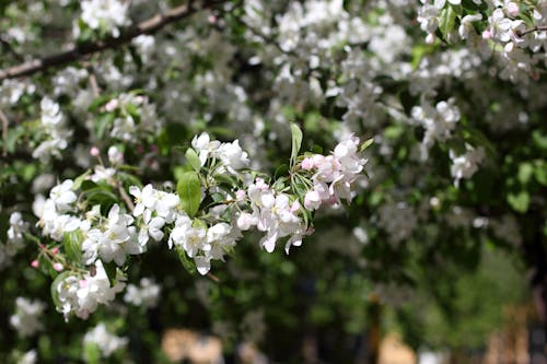 Fotos de stock gratuitas de blanco, flor blanca, flor de manzano