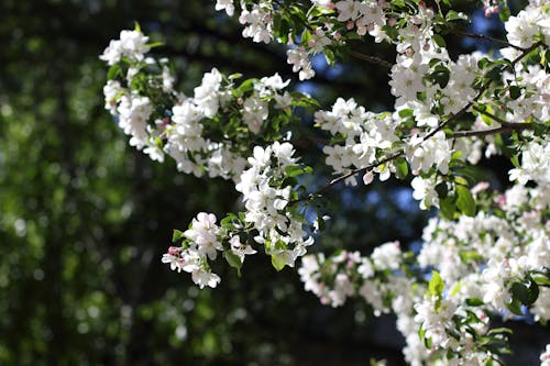 Fotos de stock gratuitas de blanco, flor blanca, flor de manzano