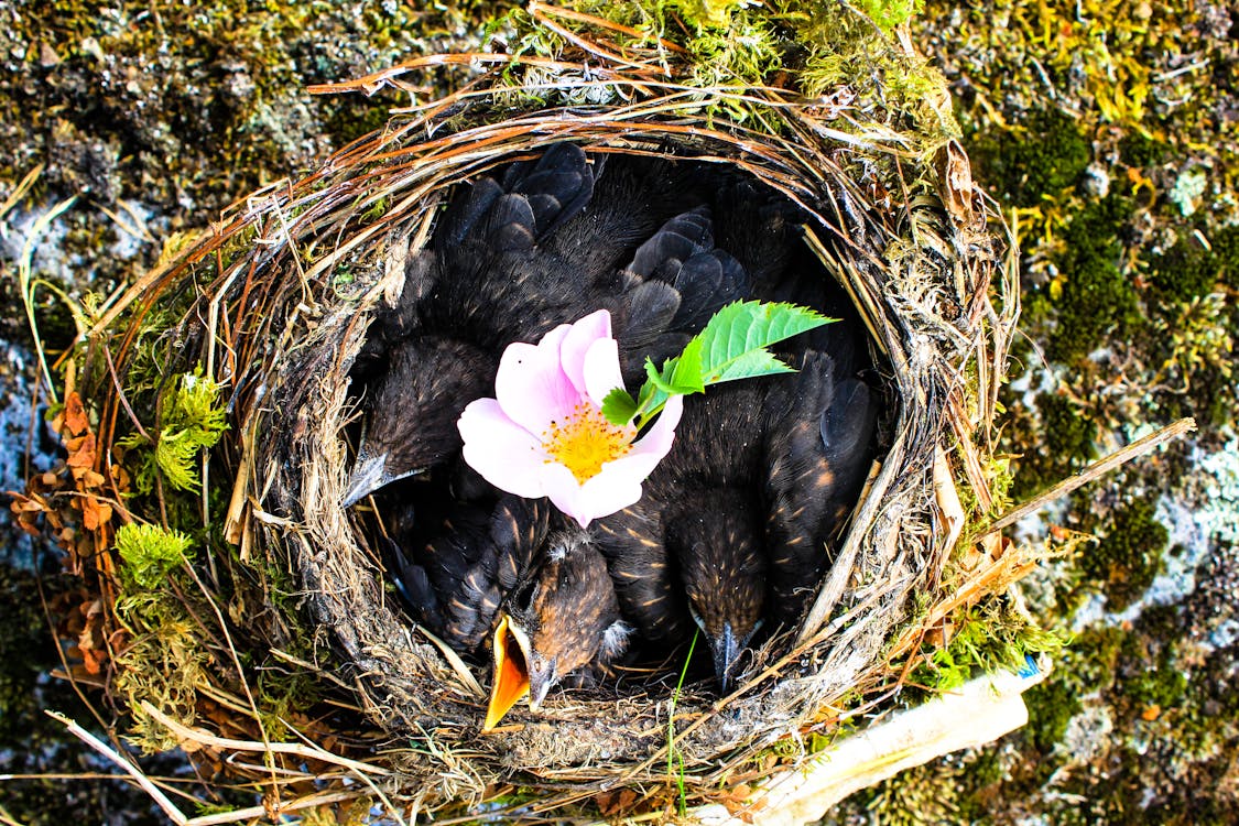 Free Three Fledgling Birds in Nset Stock Photo