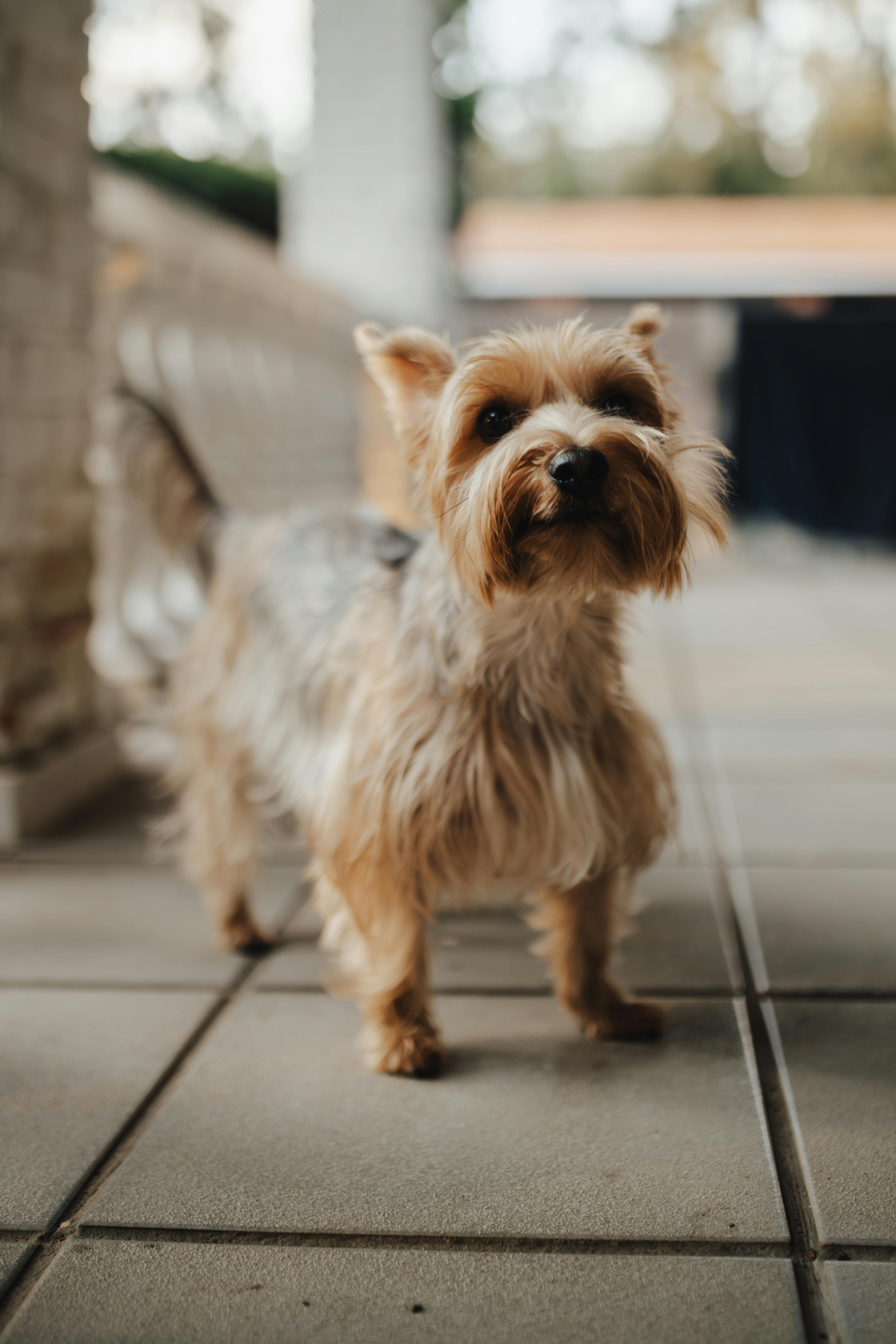 Free Yorkshire Terrier standing on a porch. Perfect for pet and lifestyle themes. Stock Photo
