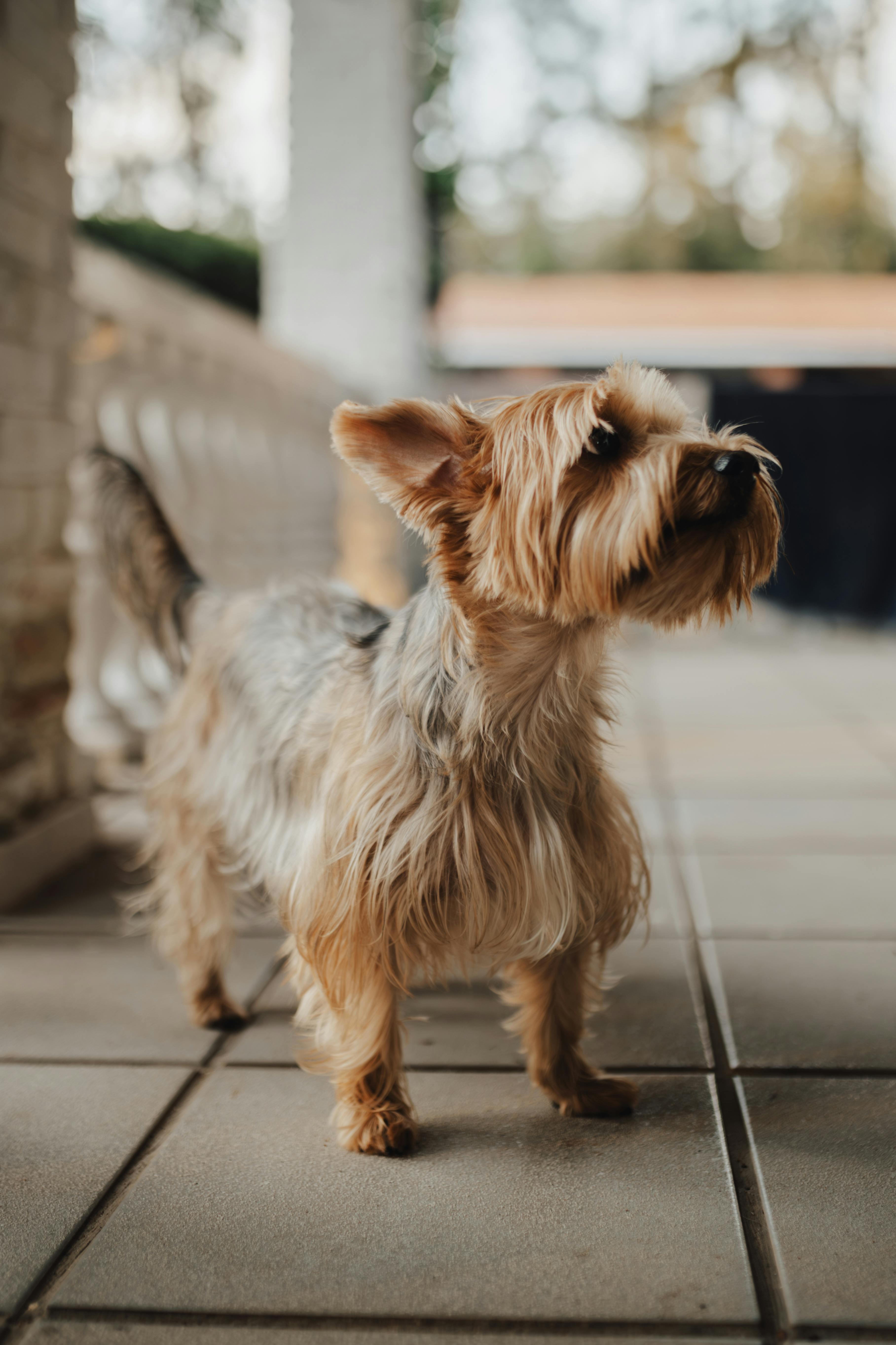 yorkshire terrier dog on porch